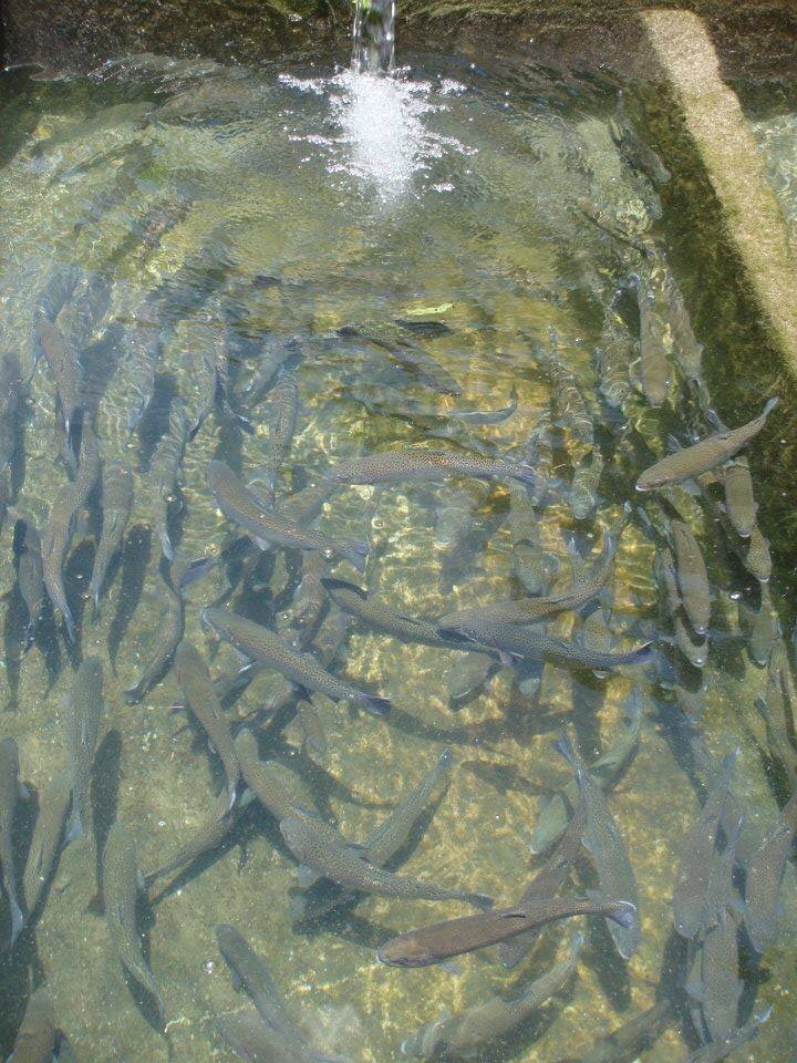 Gandaki Rainbow Trout Fish Farm gallery image 27977 