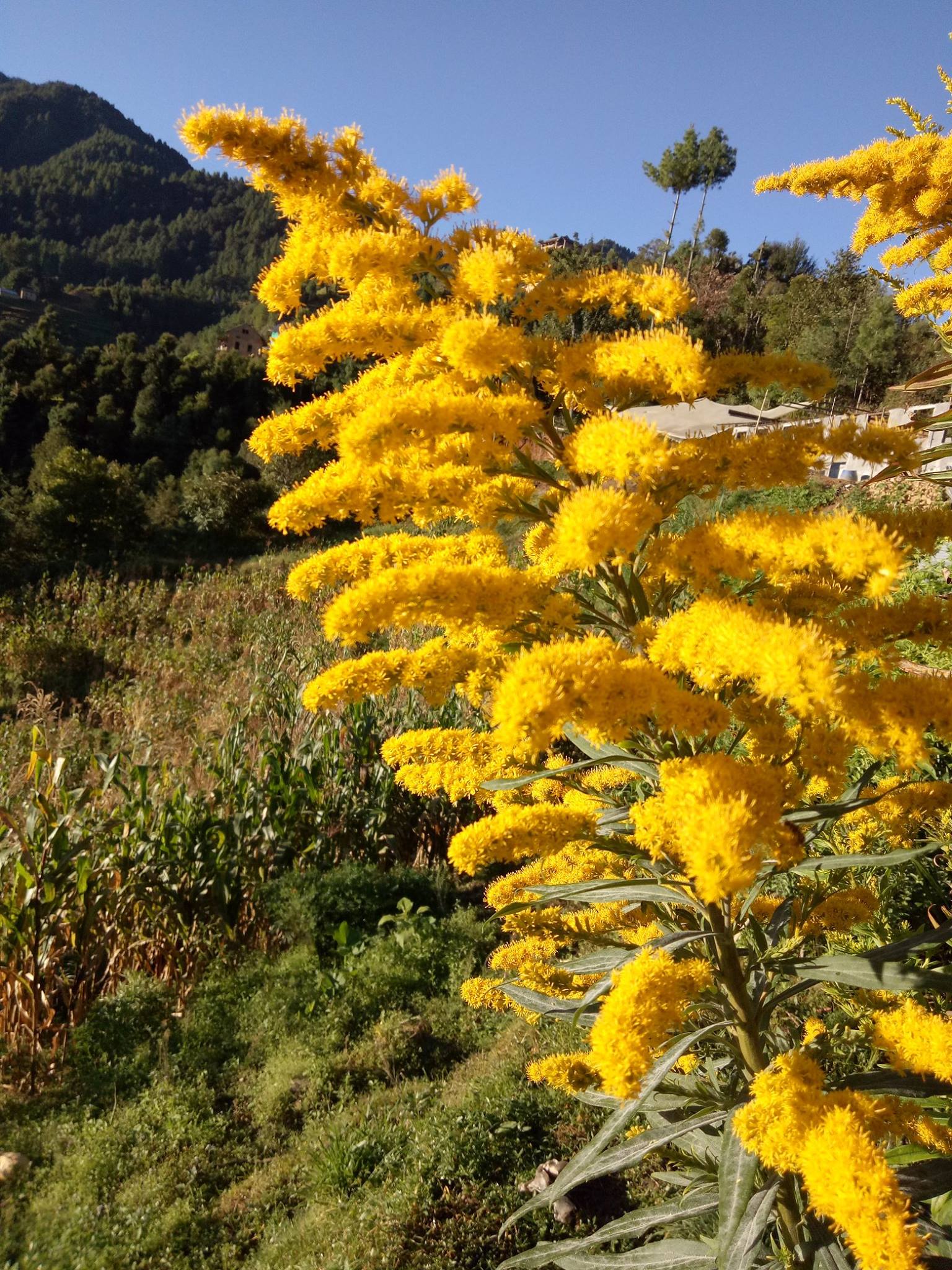 Mount Mahabharat Homestay & Eco Organic Farm gallery image 12575 