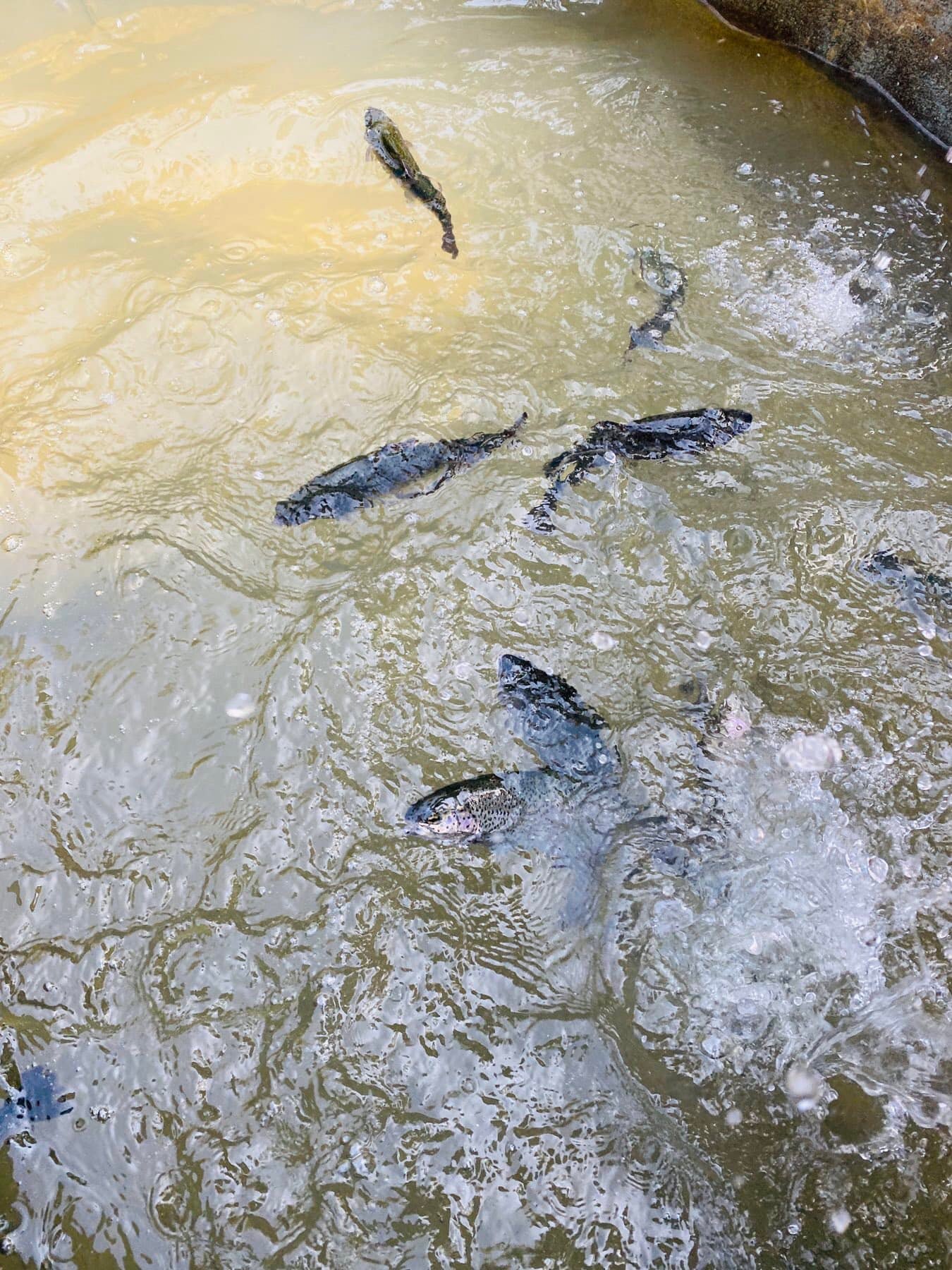 Jungle Rainbow Trout gallery image 29303 