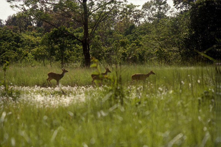 Chitwan Jungle Lodge  gallery image 28040 